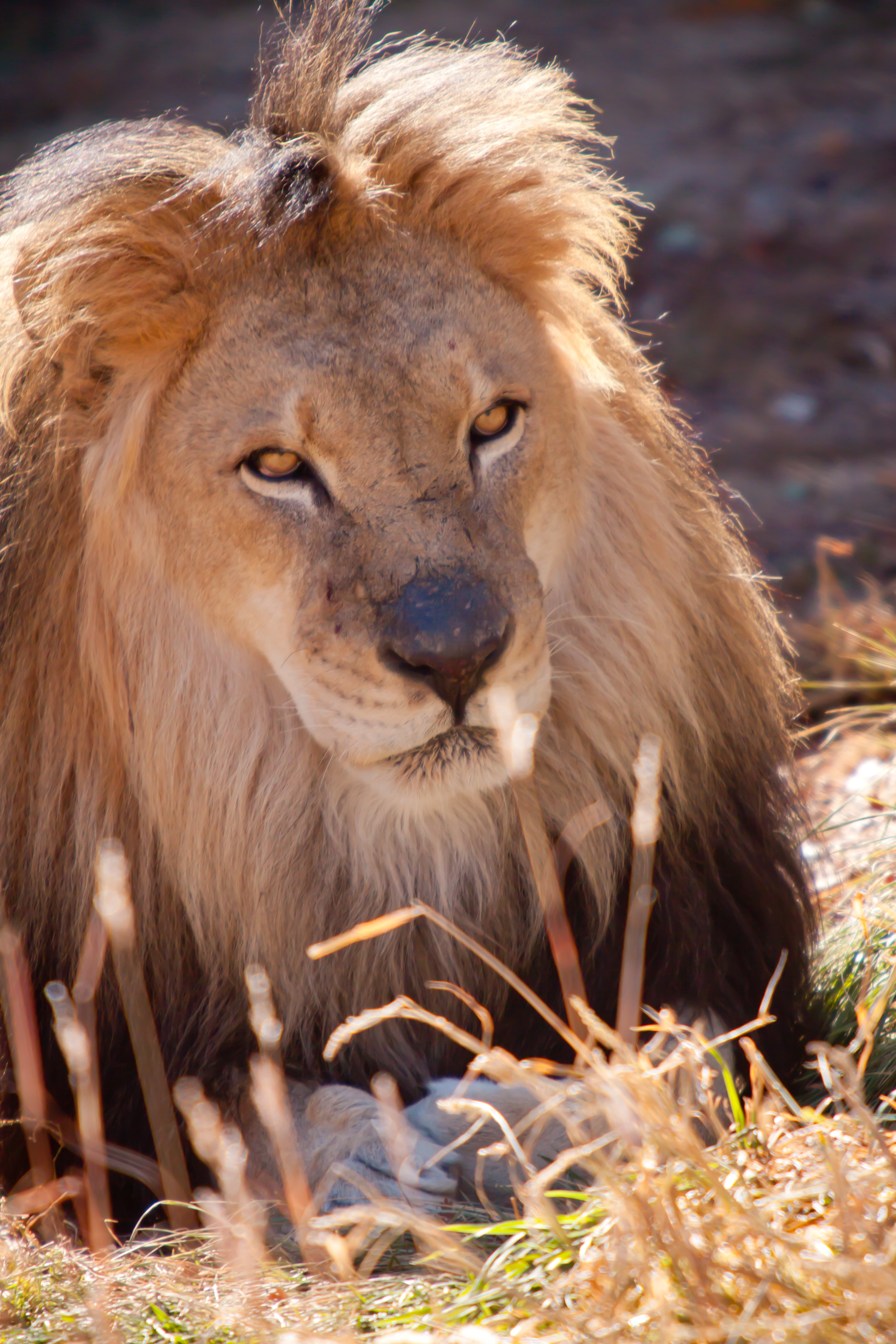Lion photo from the weekend