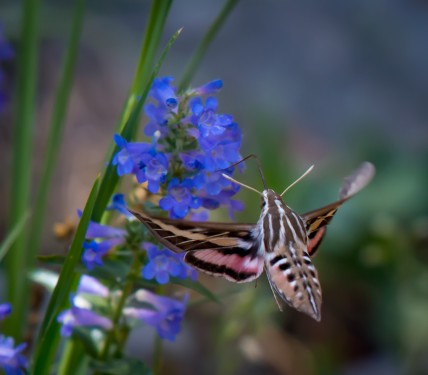 Hummingbird Moth - Hovering in Mid-Air