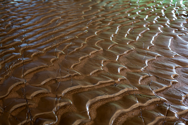 Mud Ripples. These are patterns left by the overflowing river, on a concrete floor by Boulder Creek.