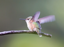 Hummingbird in Boulder, Colorado, by Jeff Finkelstein