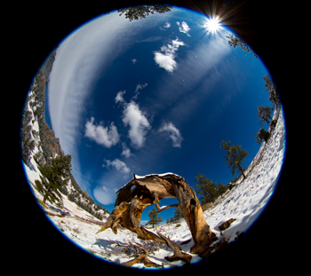 Boulder Flatirons and Twisted Tree in the Snow