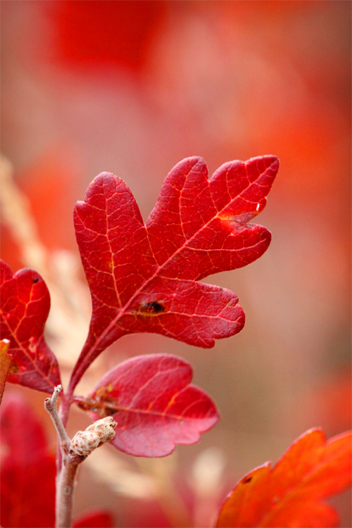 Red Fall Leaves