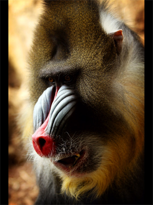 Display photos on an iPad - photo of a mandrill