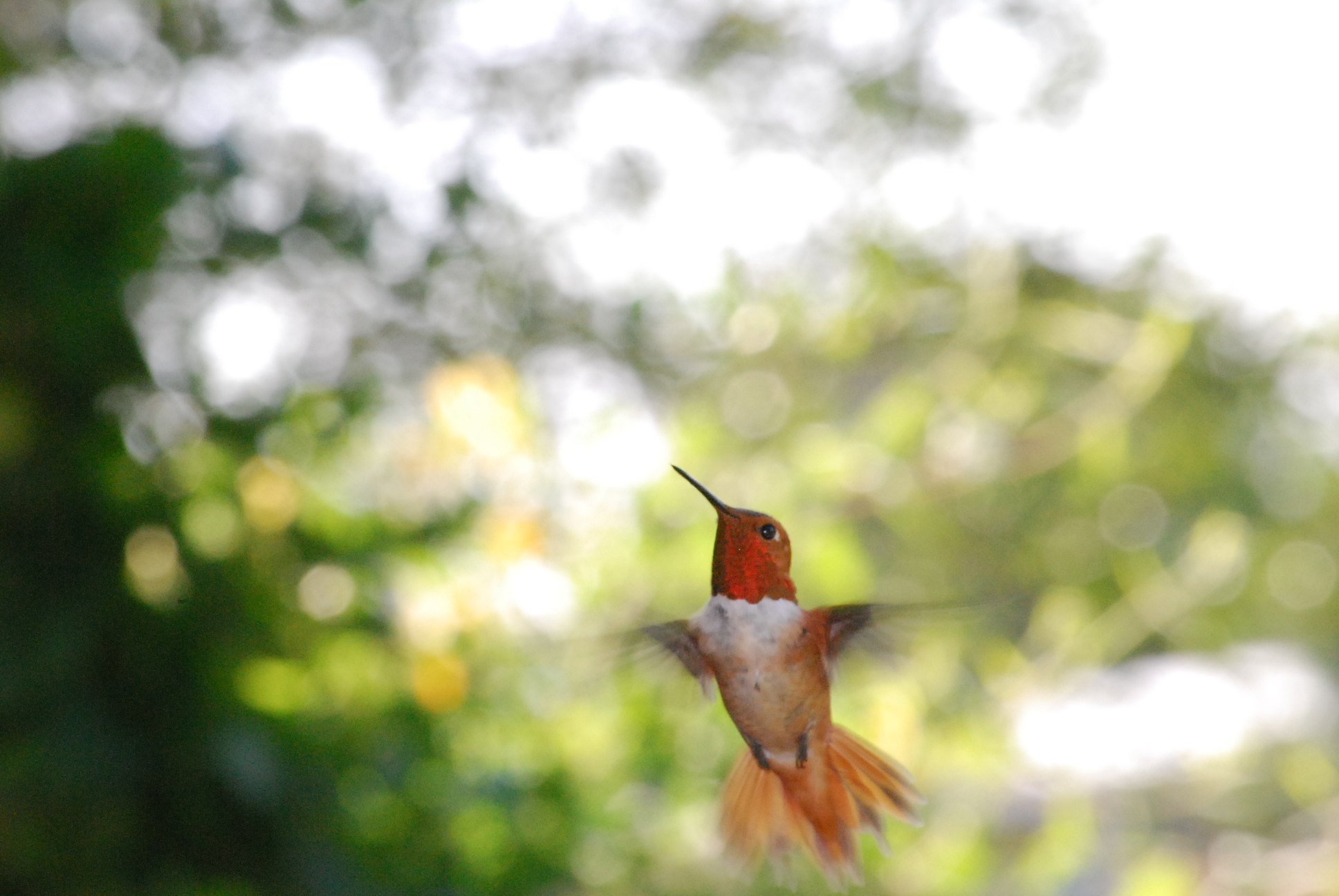 Hummingbird Update SEO