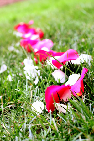 Wedding Flower Petals