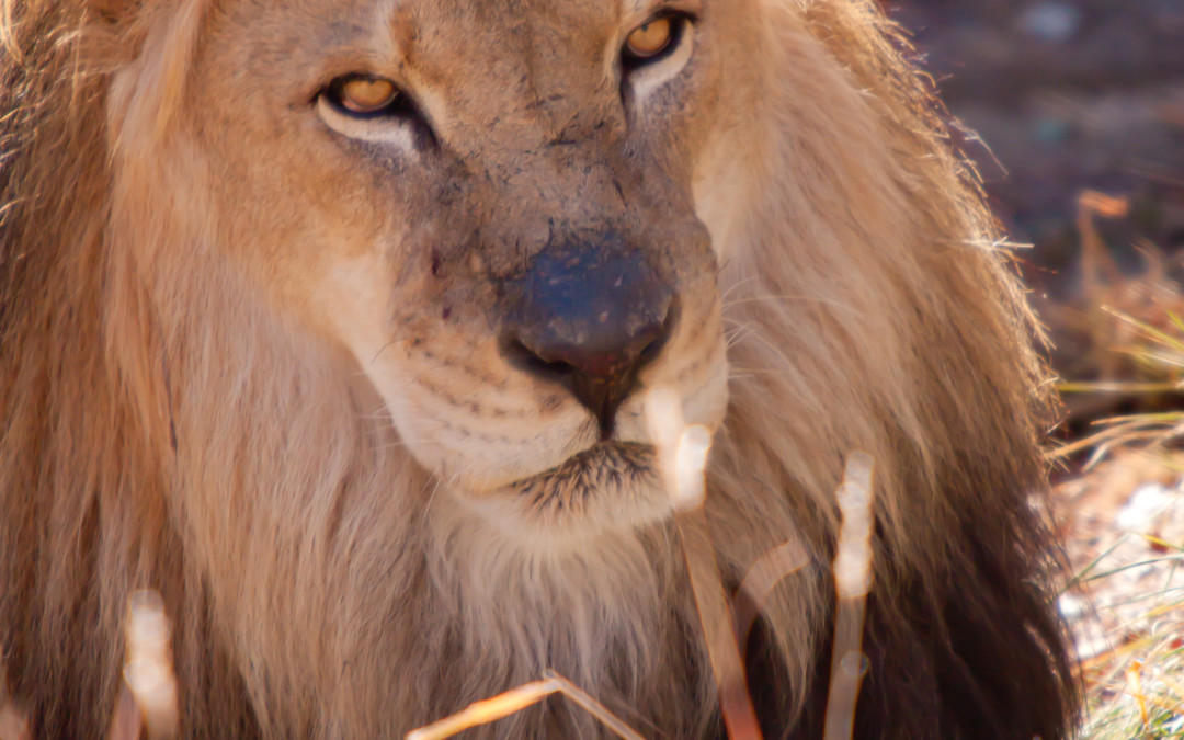 Lion photo from the weekend