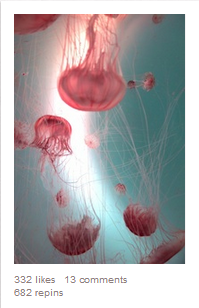 Pinterest Jellyfish Image
