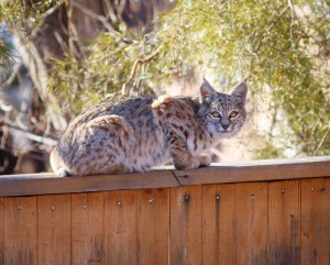 Bobcat in Boulder, Colorado
