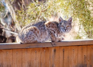 Bobcat in Boulder, Colorado