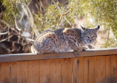 2048-Mountain-Lion-Jan-3-8940