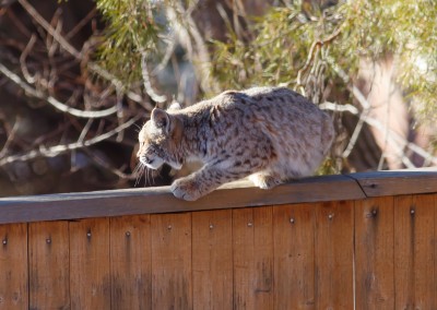 2048-Mountain-Lion-Jan-3-8961