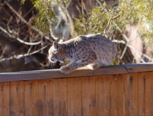 Bobcat in Boulder, Colorado