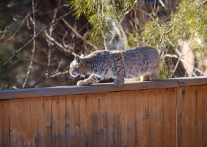 Bobcat in Boulder, Colorado