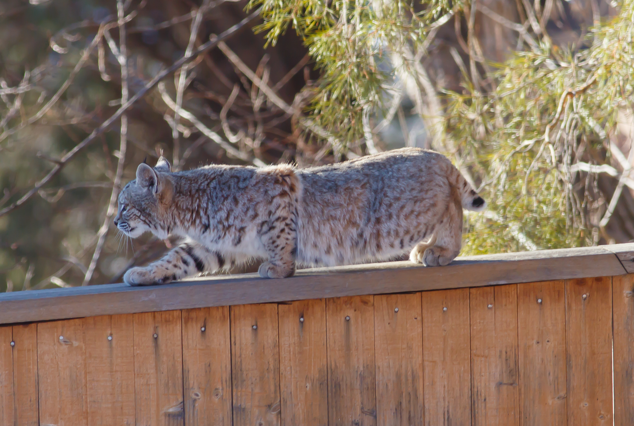 Bobcat vs. Lynx vs. Mountain Lion in Boulder, CO ...