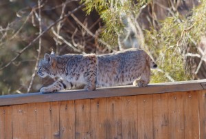 Bobcat in Boulder, Colorado