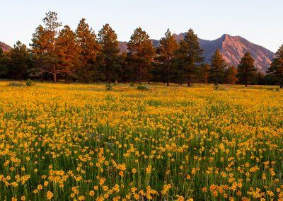 Customer Paradigm Photography - Boulder, Colorado  - Flatirons Vista Trail