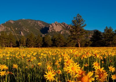 Image of yellow flowers on the Flatirons Vista Trail in Boulder, CO