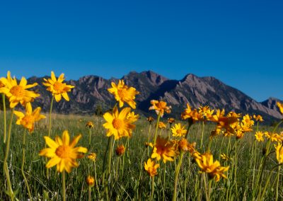 Image of yellow flowers on the Flatirons Vista Trail in Boulder, CO