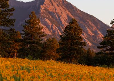 Image of yellow flowers on the Flatirons Vista Trail in Boulder, CO