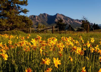 Image of yellow flowers on the Flatirons Vista Trail in Boulder, CO