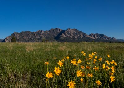 Image of yellow flowers on the Flatirons Vista Trail in Boulder, CO