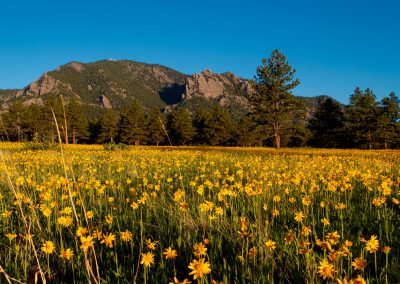 Image of yellow flowers on the Flatirons Vista Trail in Boulder, CO