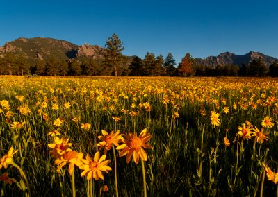 Image of yellow flowers on the Flatirons Vista Trail in Boulder, CO