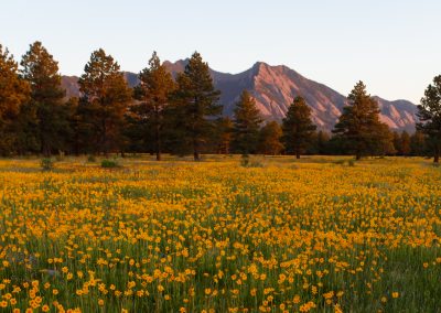 Image of yellow flowers on the Flatirons Vista Trail in Boulder, CO