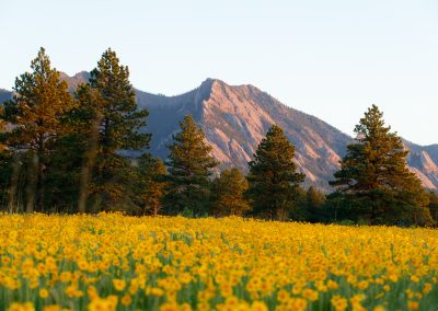 Image of yellow flowers on the Flatirons Vista Trail in Boulder, CO