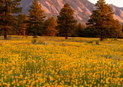 Image of yellow flowers on the Flatirons Vista Trail in Boulder, CO