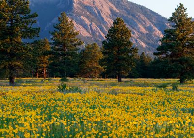Image of yellow flowers on the Flatirons Vista Trail in Boulder, CO
