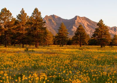 Image of yellow flowers on the Flatirons Vista Trail in Boulder, CO