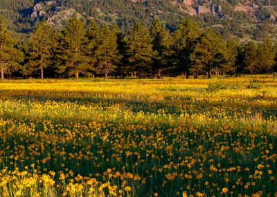 Image of yellow flowers on the Flatirons Vista Trail in Boulder, CO