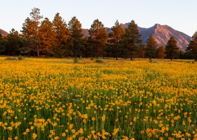 Image of yellow flowers on the Flatirons Vista Trail in Boulder, CO