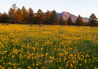 Image of yellow flowers on the Flatirons Vista Trail in Boulder, CO