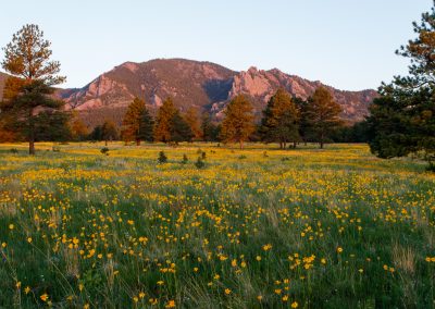 Image of yellow flowers on the Flatirons Vista Trail in Boulder, CO
