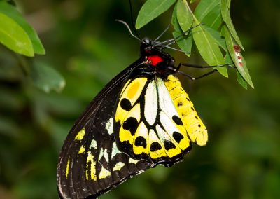 600-concept-butterfly-for-product-packaging-photos