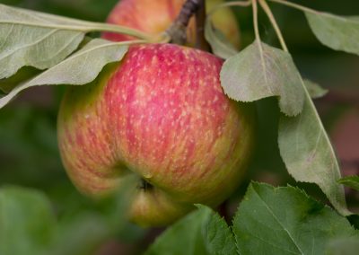 Apple on a tree