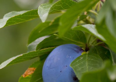 Plum on a tree product photo