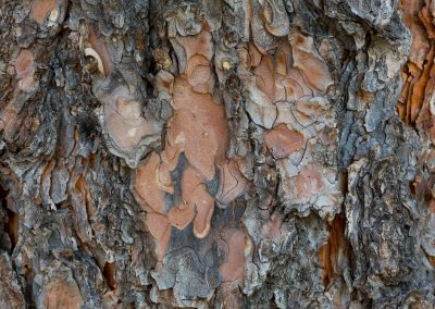 Natural Bark Background