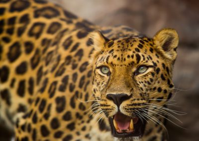 Cheetah - product photography