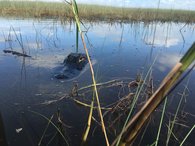 Miami Everglades Alligator 